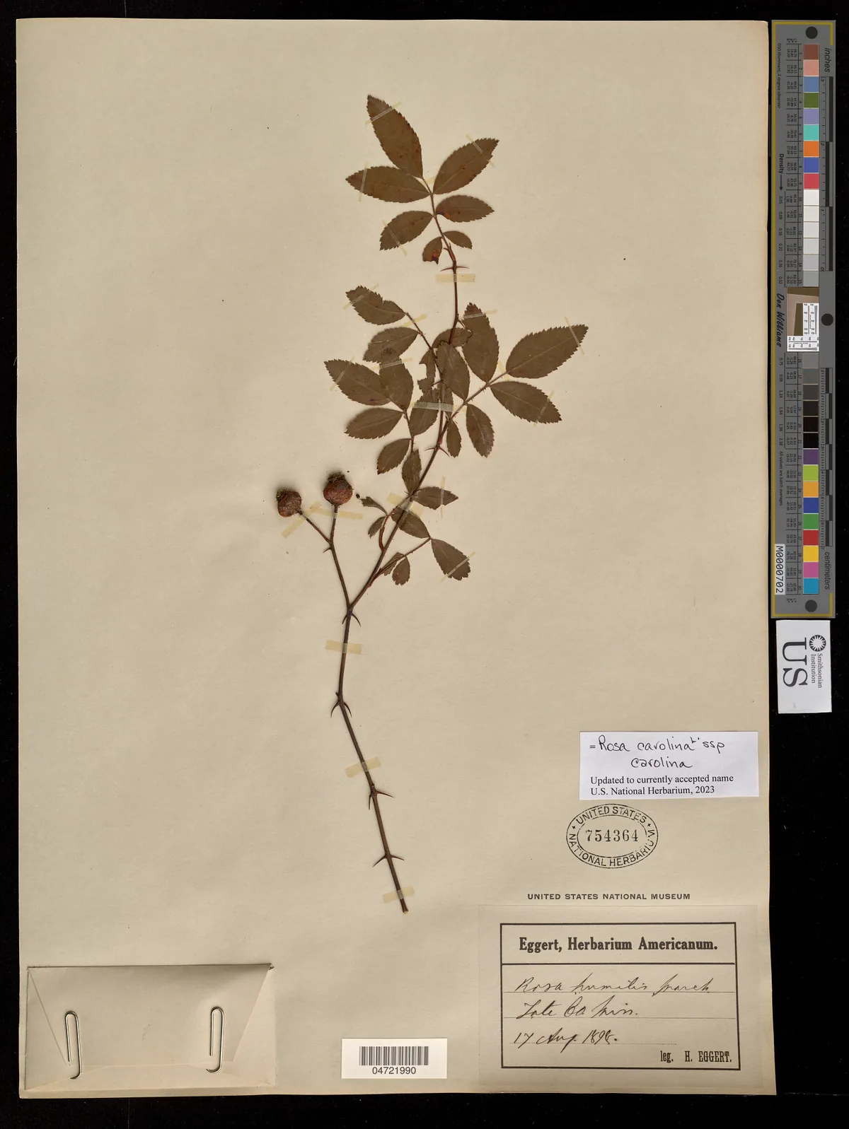 Pasture Rose (Rosa carolina), photograph