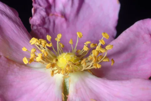 Photo: (c) Douglas Goldman, some rights reserved (CC BY-SA) · cc-by-sa · via iNaturalist Pasture Rose (Rosa carolina), photograph