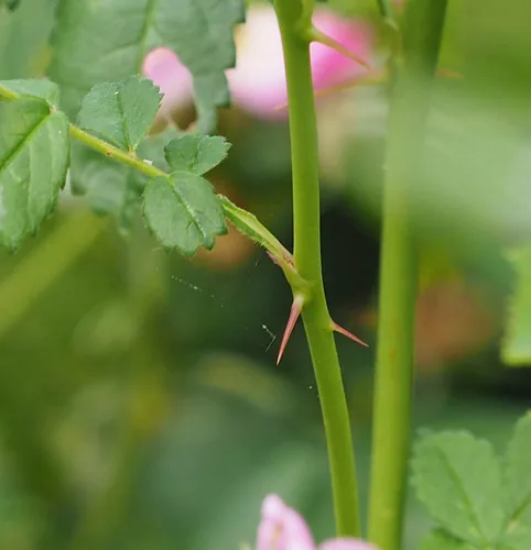 Pasture Rose (Rosa carolina), photograph