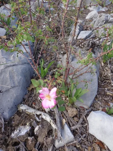 Photo: (c) Leticia Jiménez Hernández, some rights reserved · CC BY-SA · via iNaturalist pasture rose (Rosa carolina), photograph