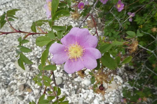 Nootka Rose (Rosa nutkana), photograph