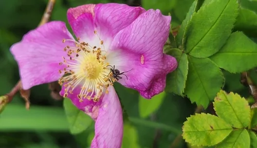 Nootka Rose (Rosa nutkana), photograph