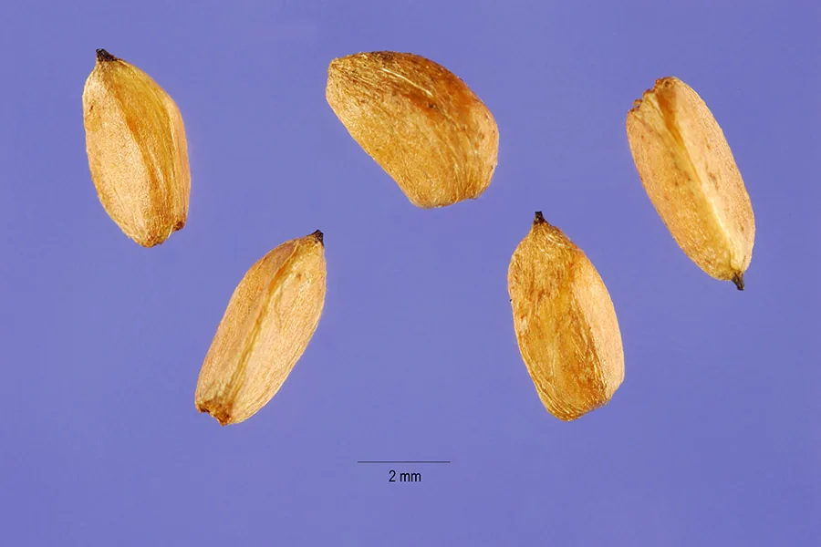 Nootka Rose (Rosa nutkana), photograph