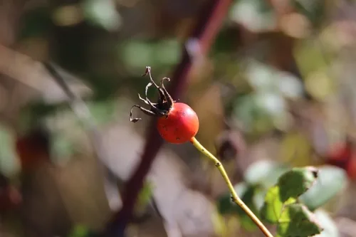 Photo: (c) Steph Cárdenas, some rights reserved (CC BY) · cc-by · via iNaturalist Nootka Rose (Rosa nutkana), photograph