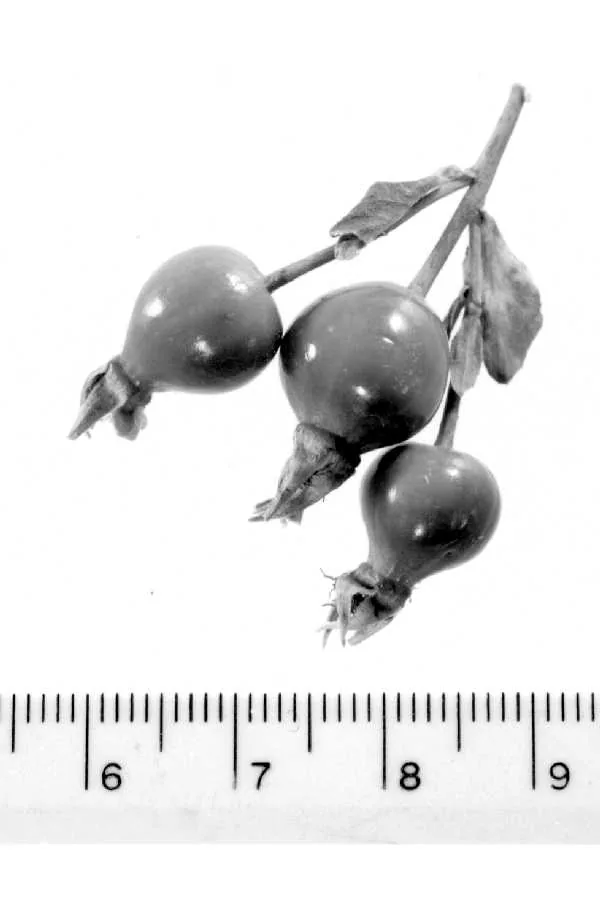 Nootka Rose (Rosa nutkana), photograph