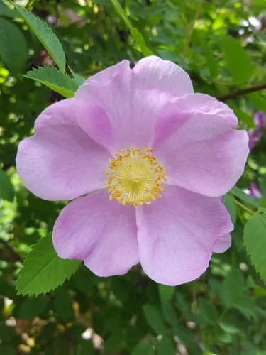 Nootka rose (Rosa nutkana), photograph