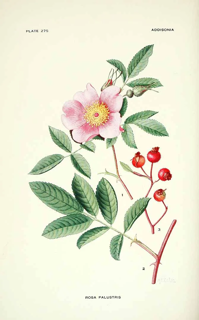 Swamp Rose (Rosa palustris), botanical illustration