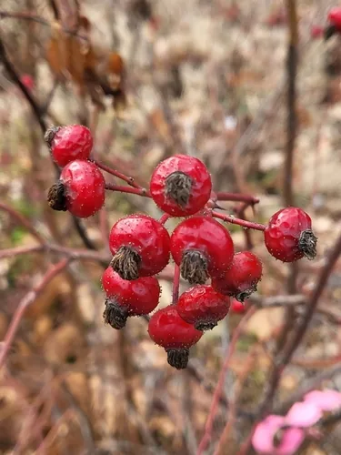Swamp Rose (Rosa palustris), photograph