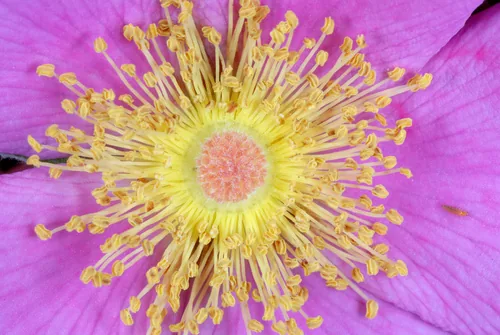 Photo: (c) Douglas Goldman, some rights reserved (CC BY-SA) · cc-by-sa · via iNaturalist Swamp Rose (Rosa palustris), photograph