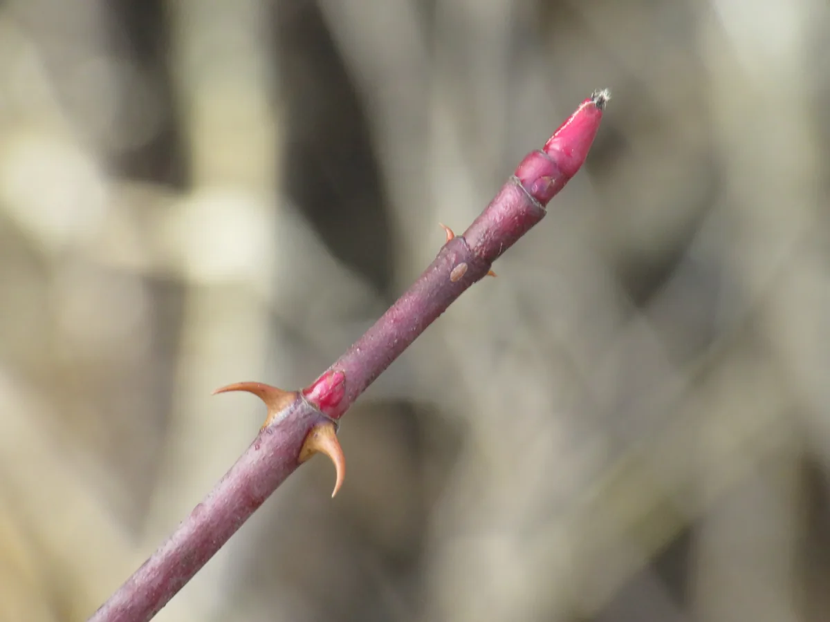 Swamp Rose (Rosa palustris), photograph
