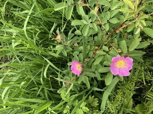 Photo: (c) Jenn (McPhee) Dyson, some rights reserved · CC BY · via iNaturalist swamp rose (Rosa palustris), photograph