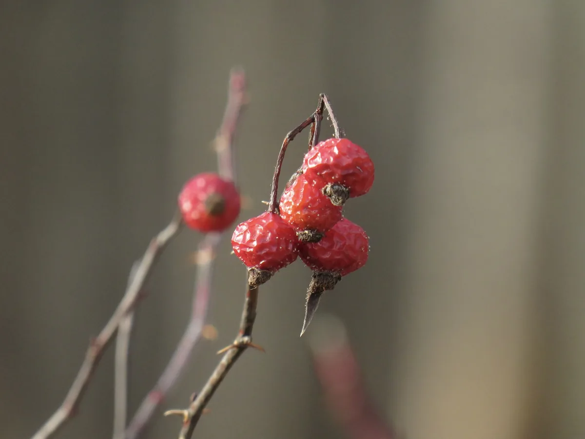 Swamp Rose (Rosa palustris), photograph