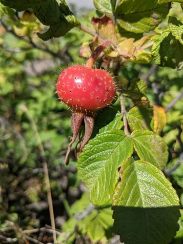 rugosa rose (Rosa rugosa), photograph