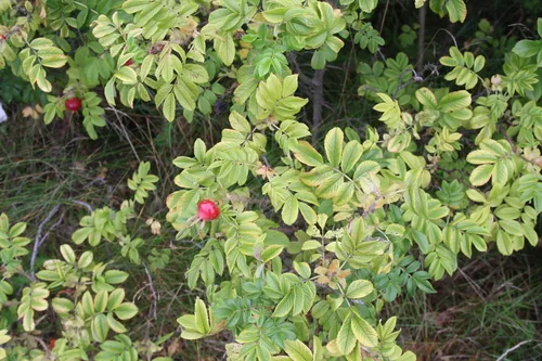 rugosa rose (Rosa rugosa), photograph