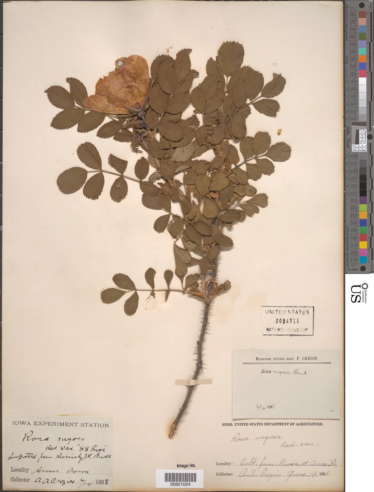 rugosa rose (Rosa rugosa), photograph