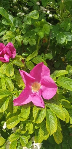 Photo: (c) Charlotte Jones, some rights reserved · CC BY · via iNaturalist rugosa rose (Rosa rugosa), photograph
