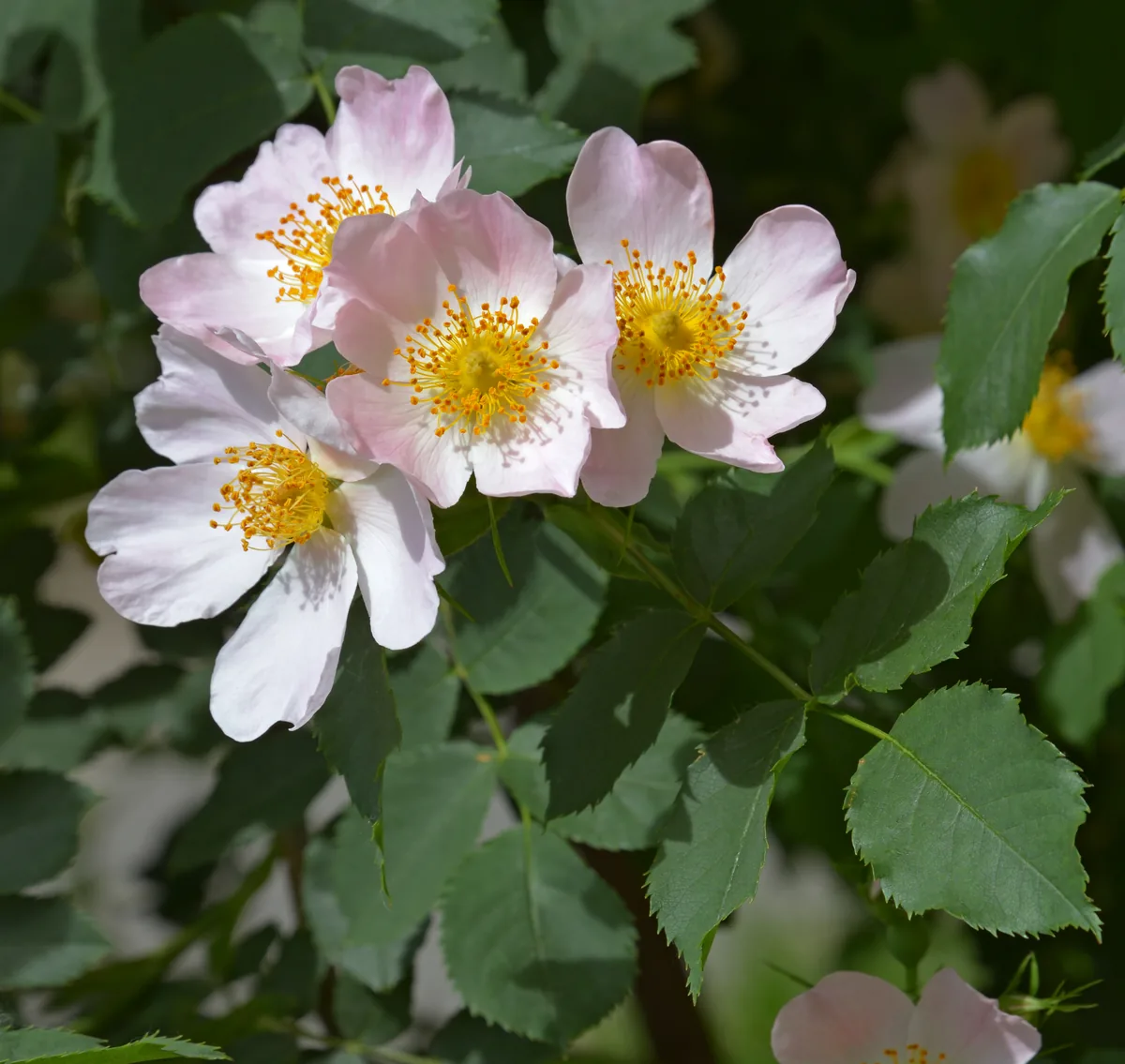 Photo: Ввласенко (Vvlasenko), CC BY-SA 4.0, via Wikimedia Commons · CC BY-SA 4.0 · via Wikimedia Commons Rose (Rosa spp.), photograph