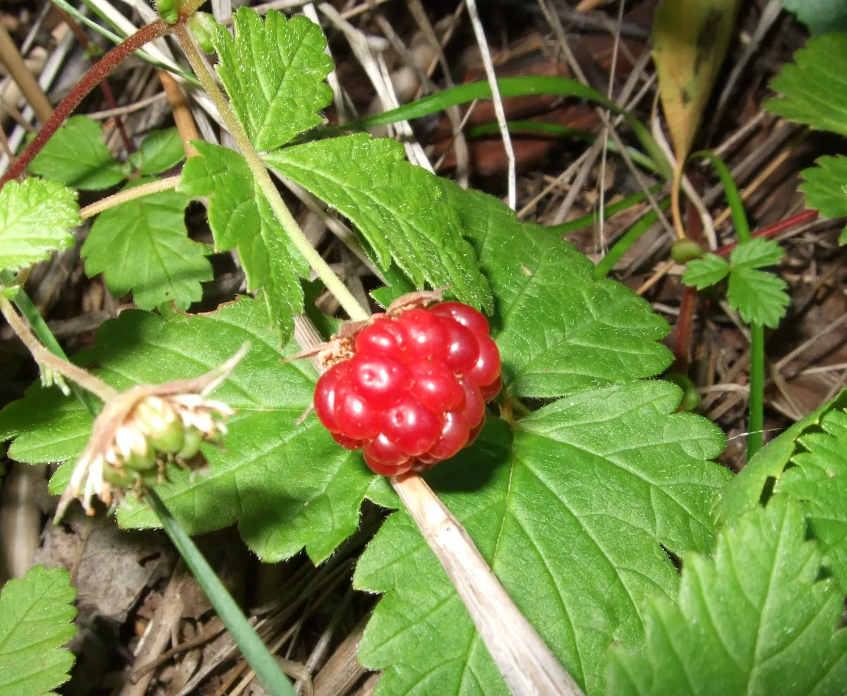 Photo: Ztaffanb · Public domain · via Wikimedia Commons nagoonberry (Rubus arcticus), photograph