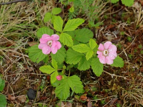 Nagoonberry (Rubus arcticus), photograph