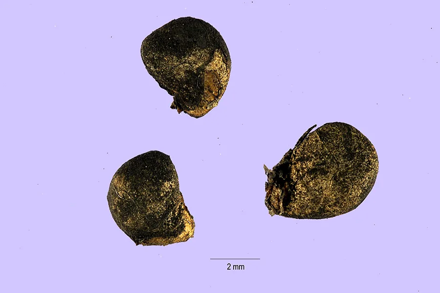 Nagoonberry (Rubus arcticus), photograph