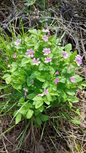 Nagoonberry (Rubus arcticus), photograph