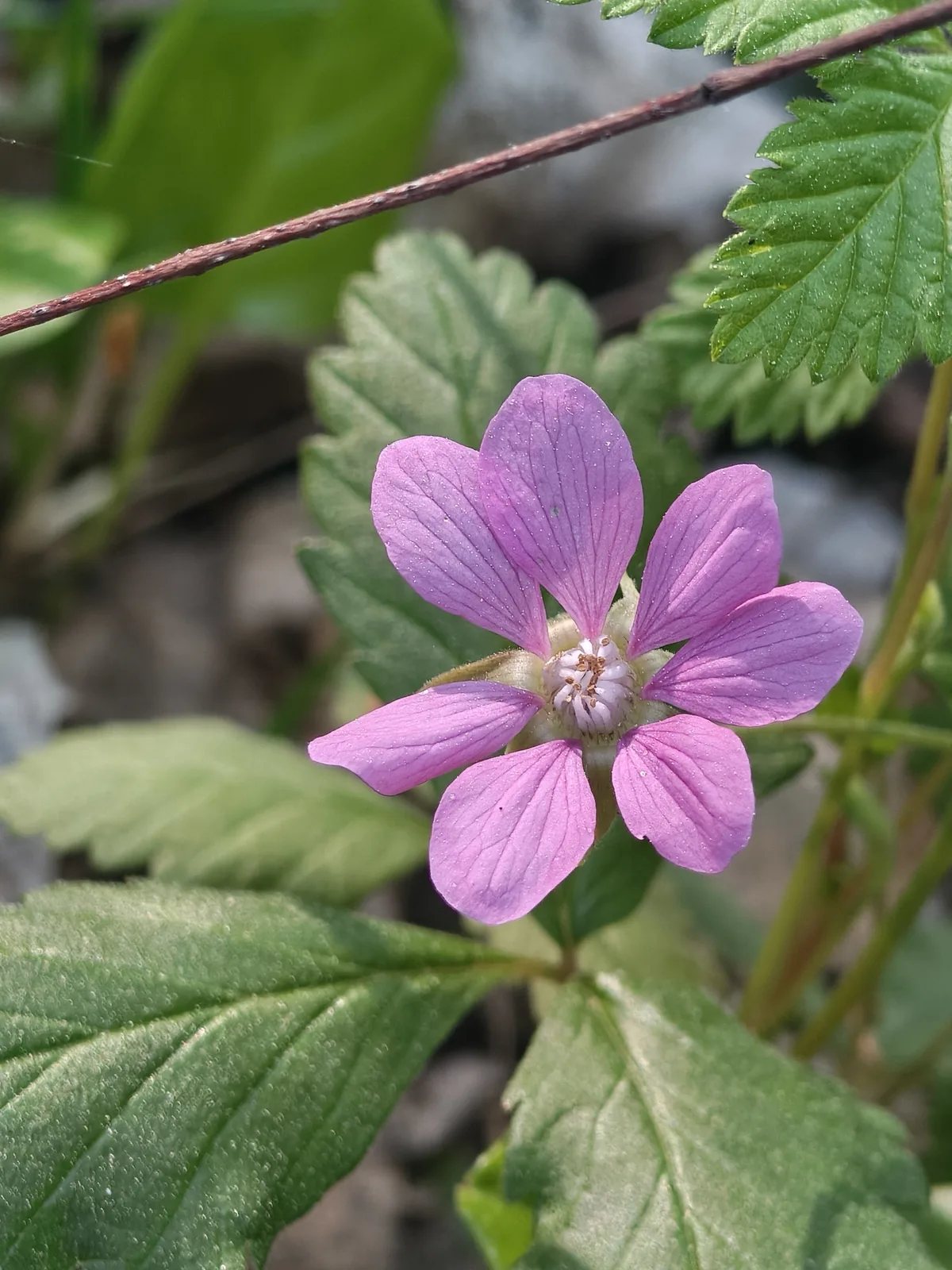 Photo: Ксения Волянская, via iNaturalist · CC BY · via GBIF Nagoonberry (Rubus arcticus), photograph