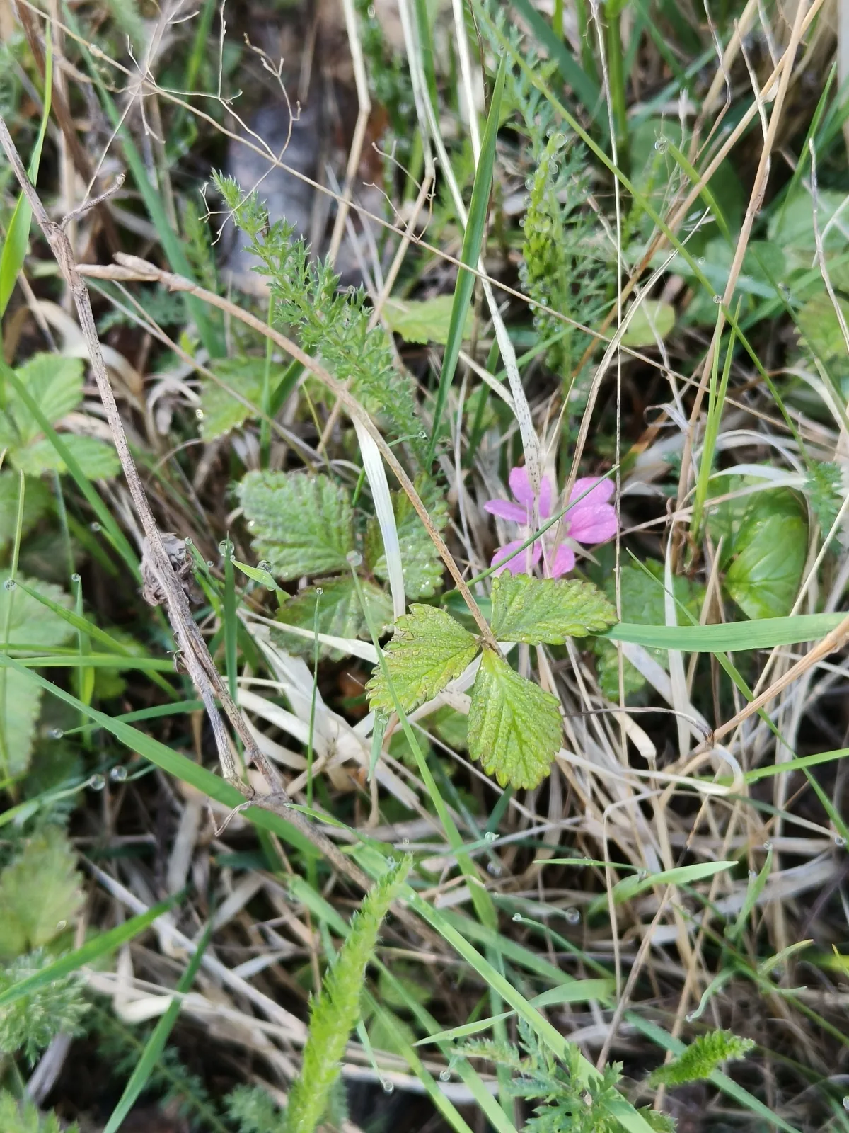 Nagoonberry (Rubus arcticus), photograph
