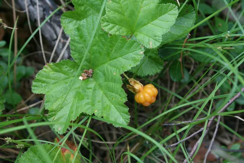 Photo: (c) Oleg Kosterin, some rights reserved · CC BY · via iNaturalist cloudberry (Rubus chamaemorus), photograph