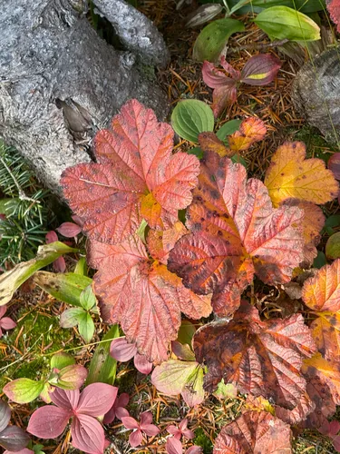 Photo: (c) Ingvild Riska, some rights reserved (CC BY) · cc-by · via iNaturalist Cloudberry (Rubus chamaemorus), photograph