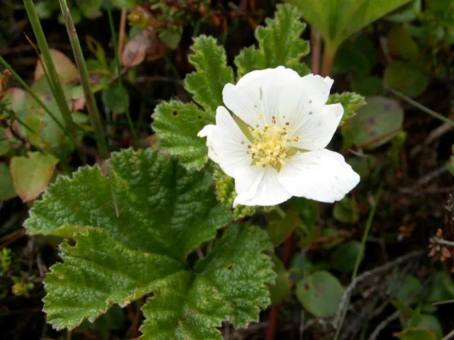 Cloudberry (Rubus chamaemorus), photograph
