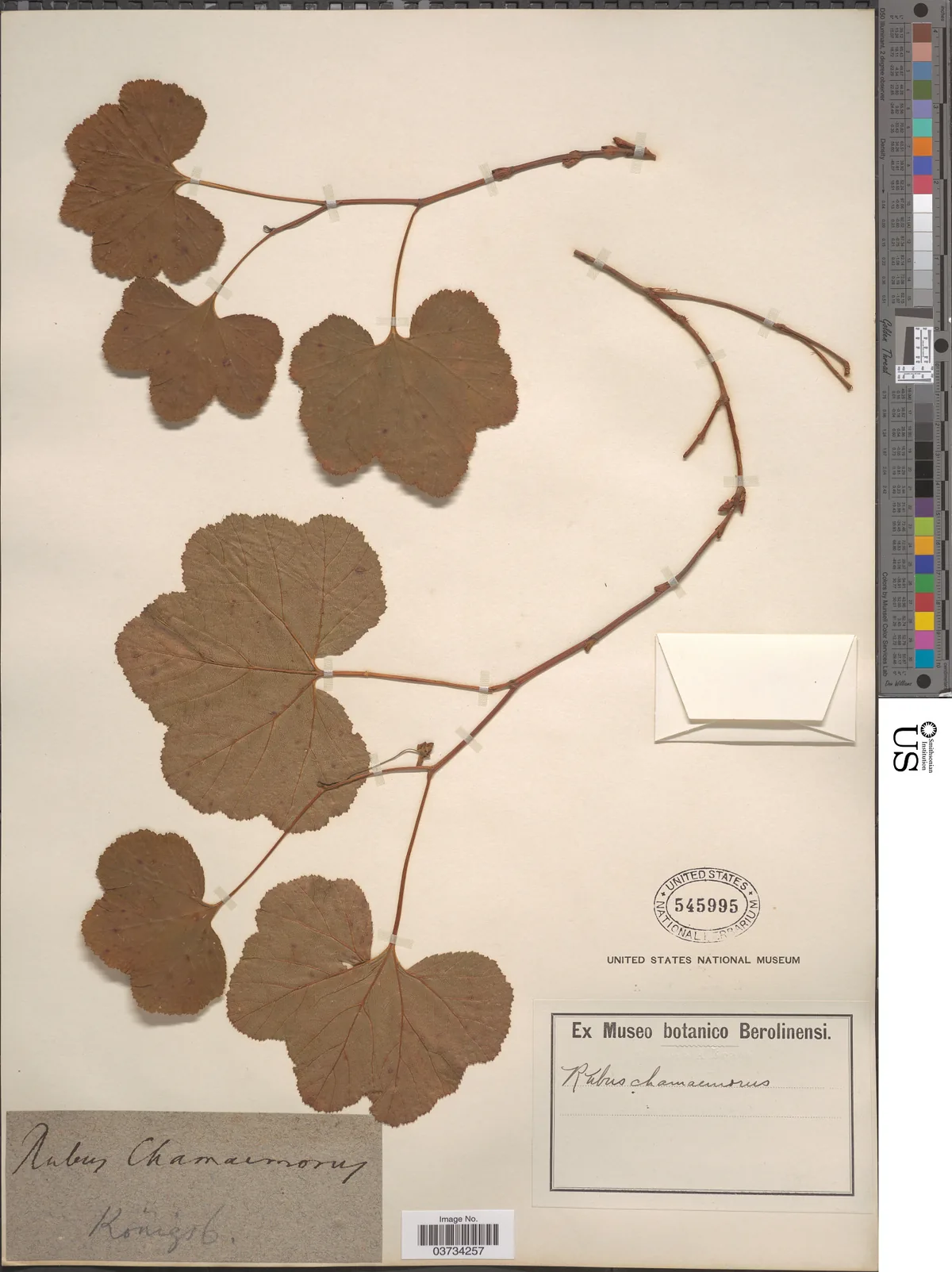 Cloudberry (Rubus chamaemorus), photograph