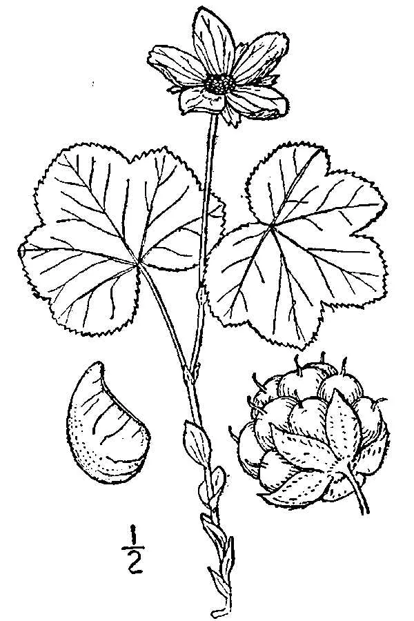 Cloudberry (Rubus chamaemorus), botanical illustration