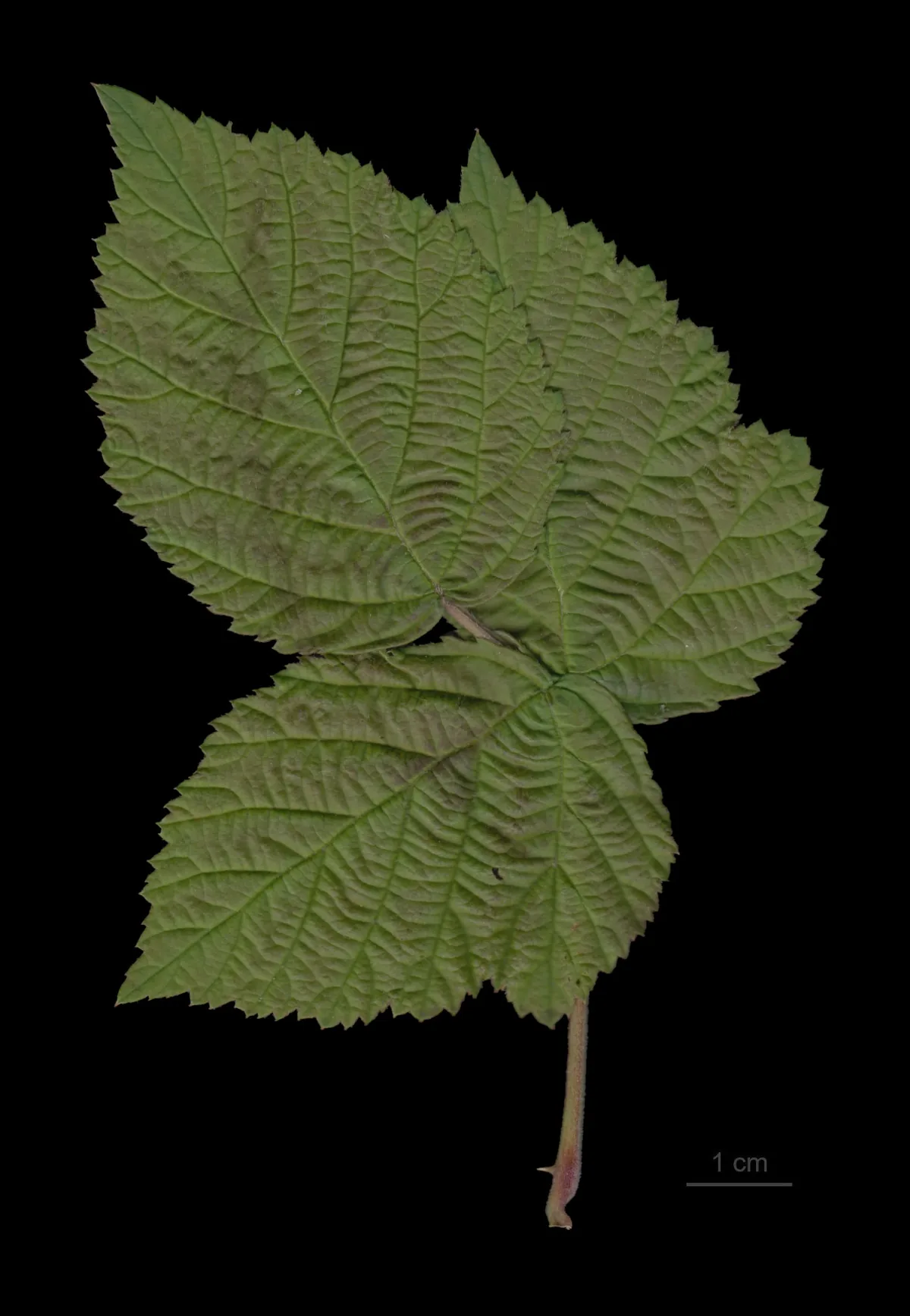 blackberry (Rubus fruticosus), photograph