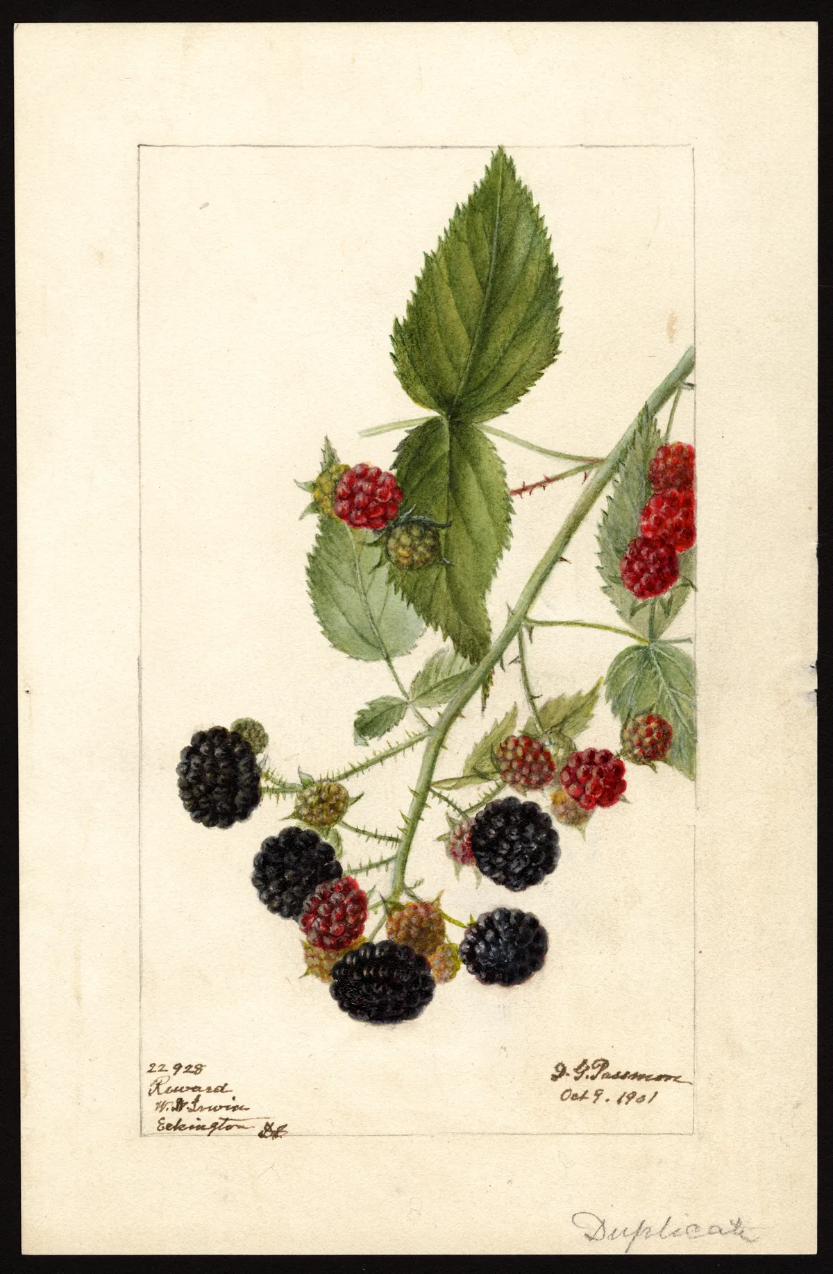 blackberry (Rubus fruticosus), botanical illustration