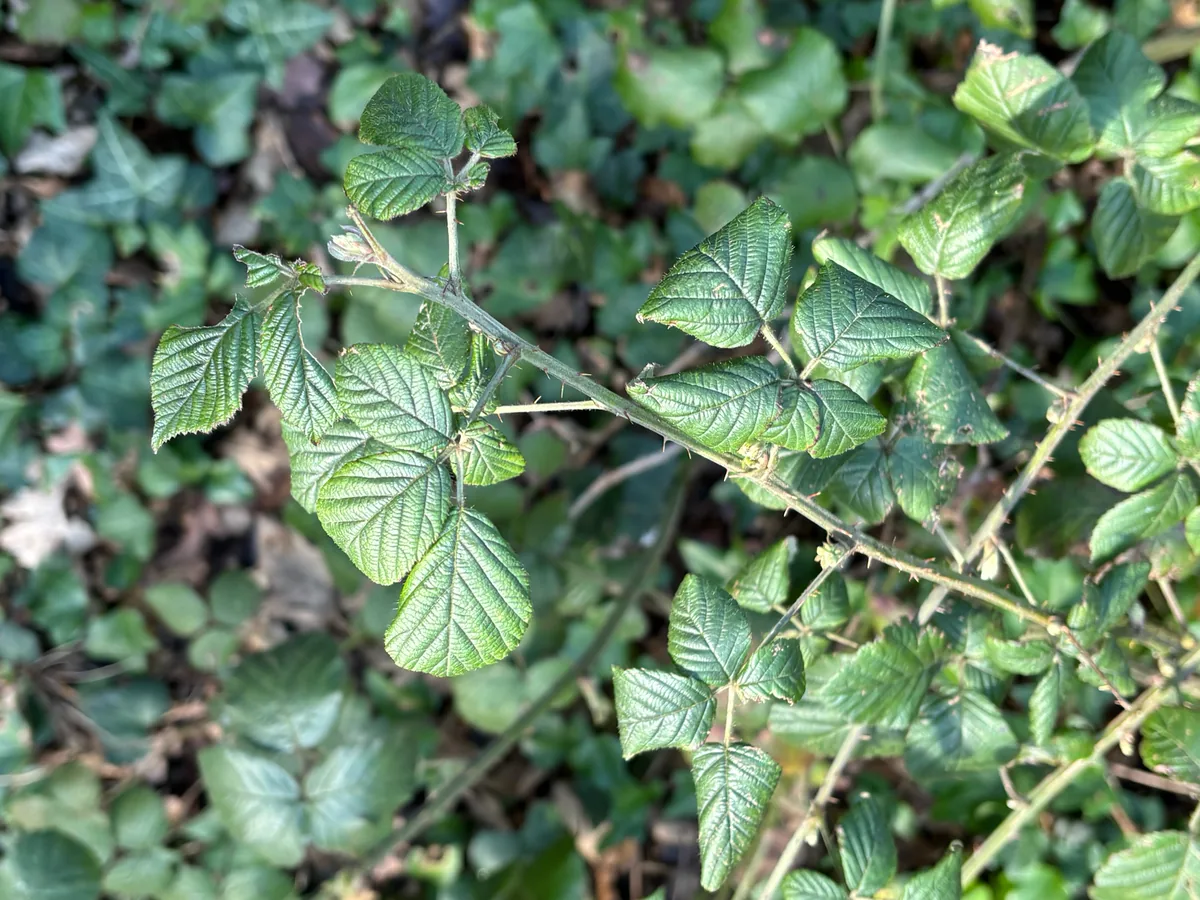 Photo: Jose Gutierrez Higa, via iNaturalist · CC BY · via GBIF blackberry (Rubus fruticosus), photograph