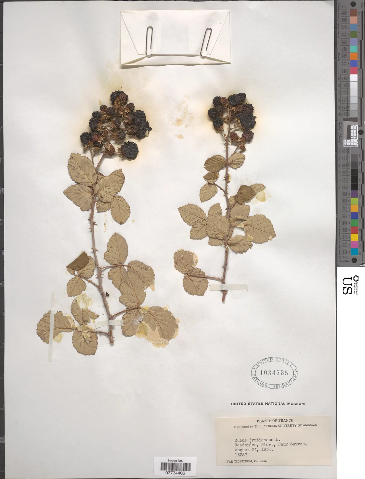 blackberry (Rubus fruticosus), photograph
