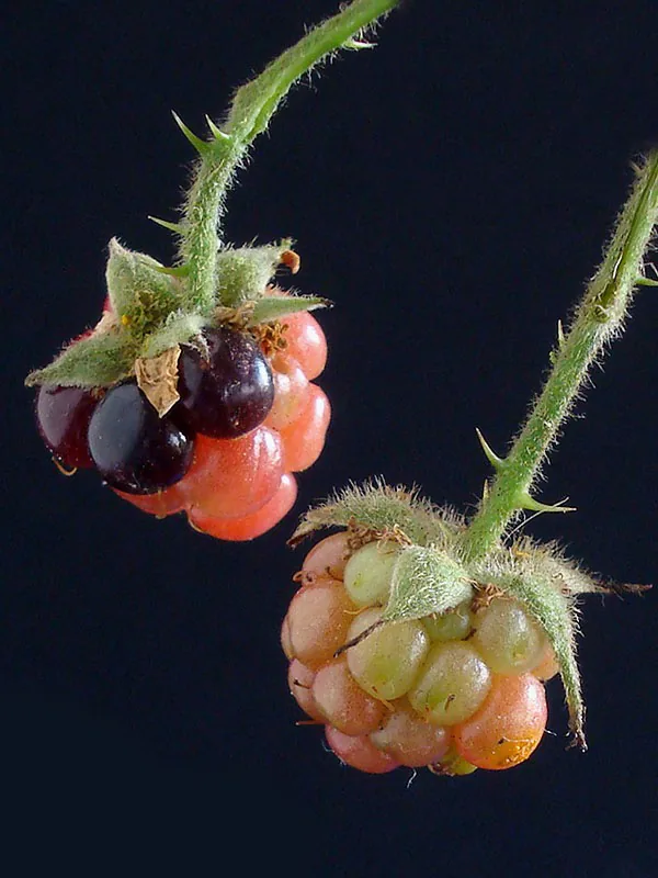 Blackberry, photograph