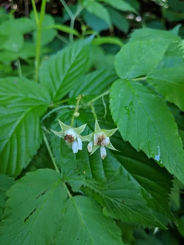 red raspberry (Rubus idaeus), photograph