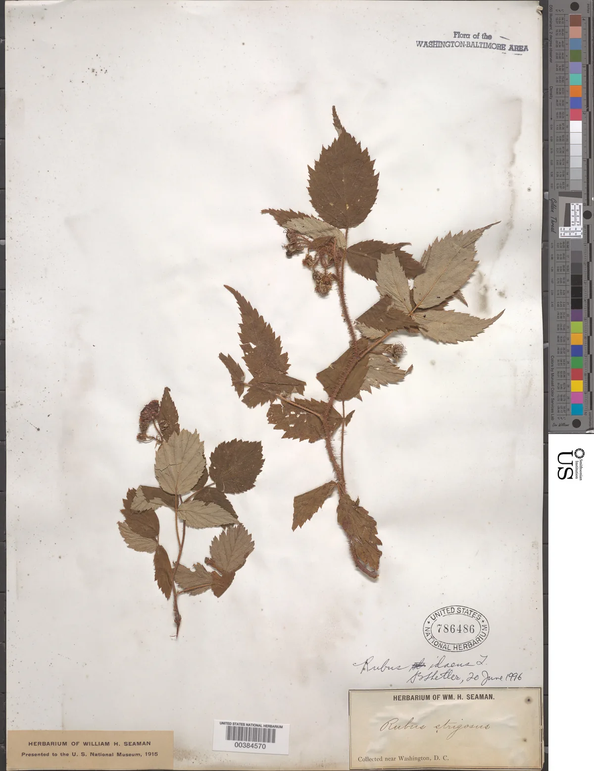 red raspberry (Rubus idaeus), photograph