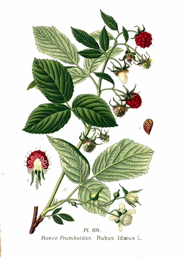 red raspberry (Rubus idaeus), botanical illustration