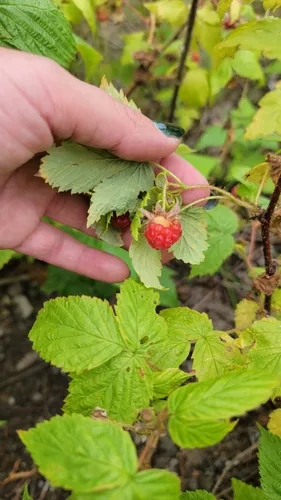 Raspberry, photograph