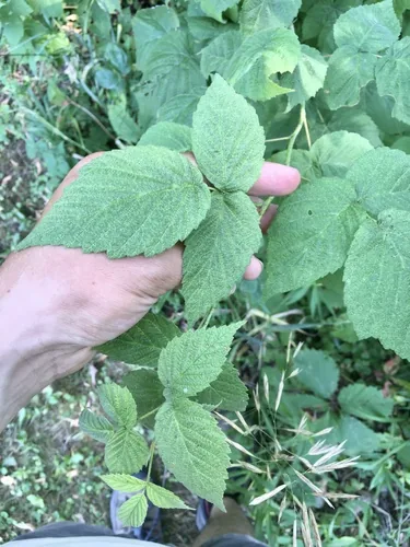 red raspberry (Rubus idaeus), photograph