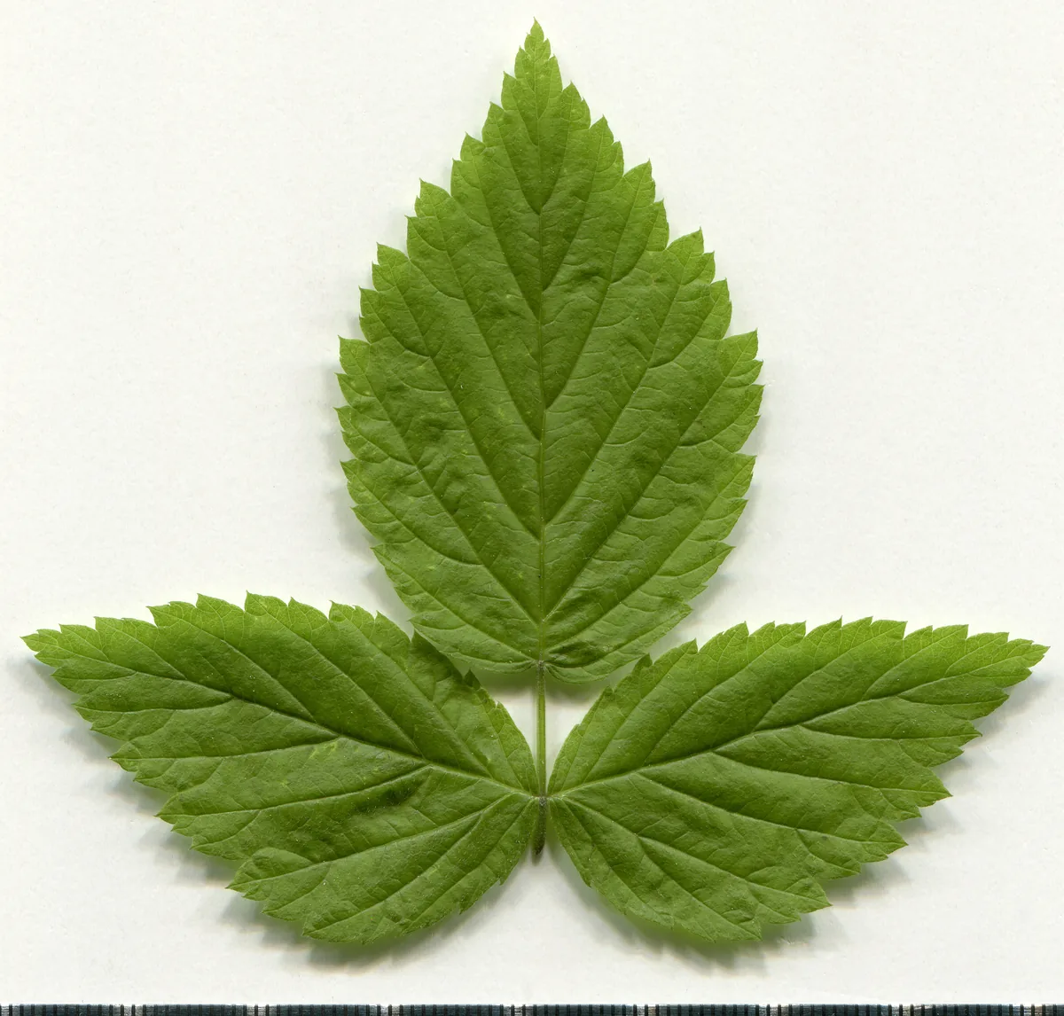 red raspberry (Rubus idaeus), photograph