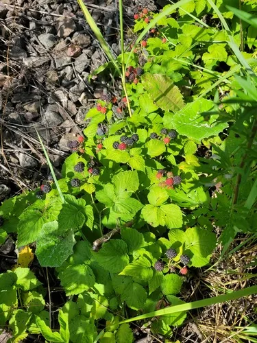 black raspberry (Rubus occidentalis), photograph