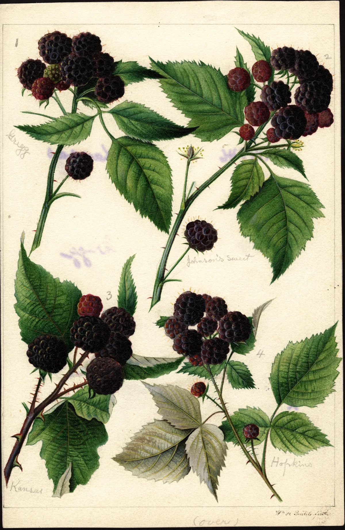 Illustration: William Henry Prestele · Public domain · via Wikimedia Black Raspberry (Rubus occidentalis), botanical illustration