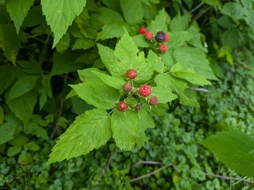 Black Raspberry (Rubus occidentalis), photograph