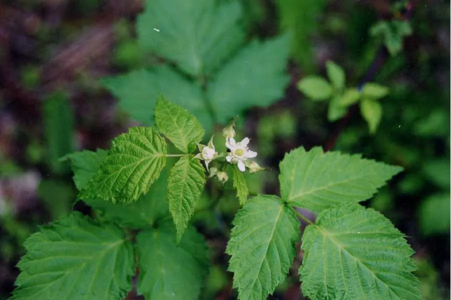 Black Raspberry (Rubus occidentalis), photograph