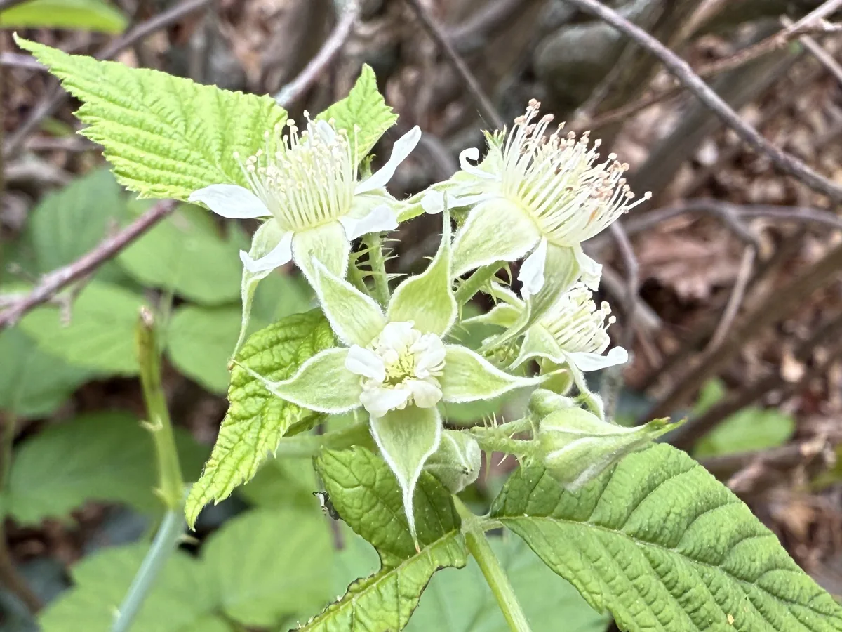 Black Raspberry (Rubus occidentalis), photograph