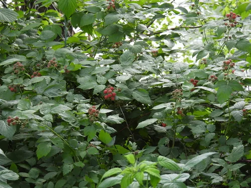 Black Raspberry (Rubus occidentalis), photograph