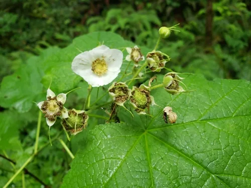 Photo: (c) Gavin Slater, some rights reserved (CC BY) · cc-by · via iNaturalist Thimbleberry (Rubus parviflorus), photograph
